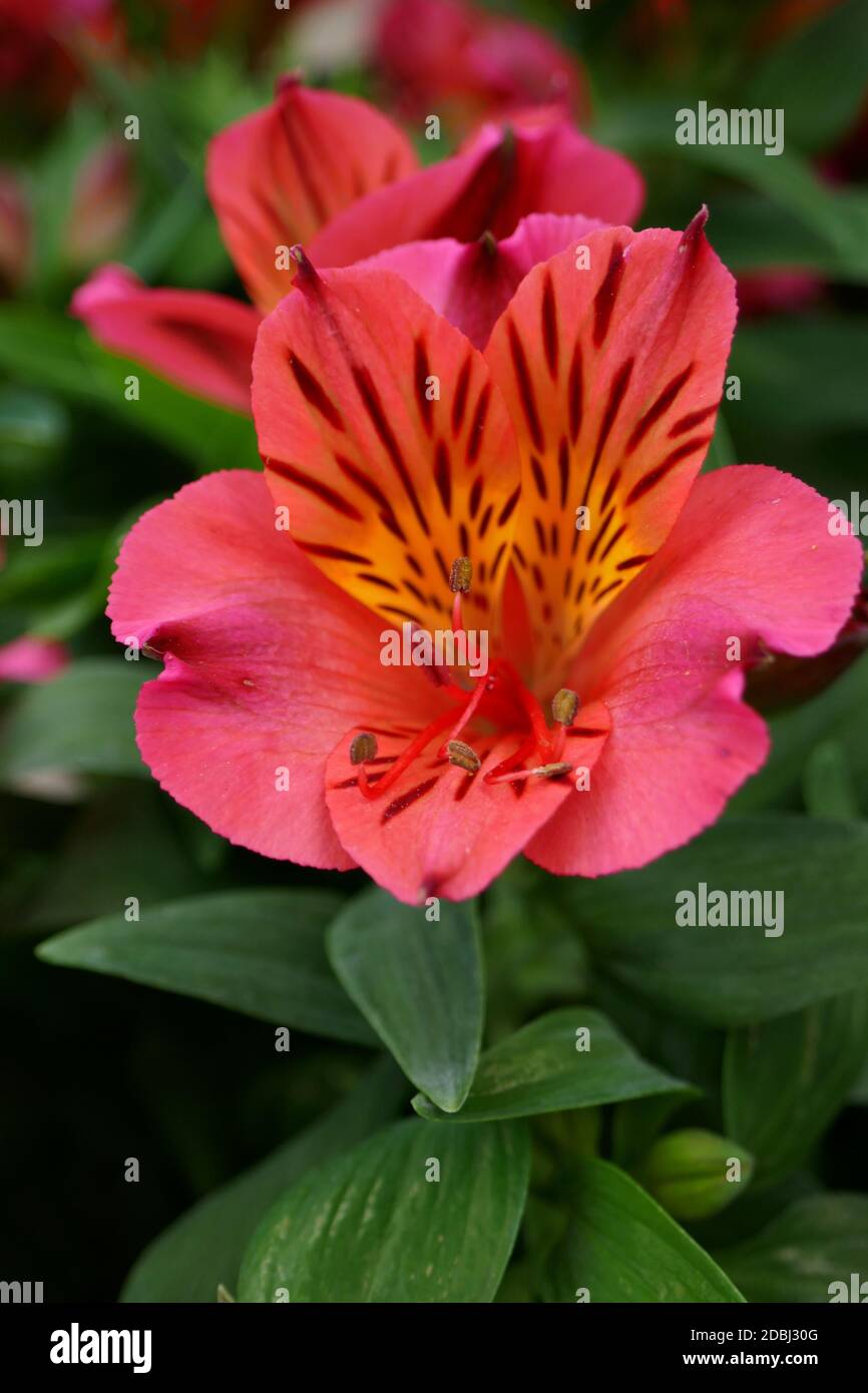 Alstroemeria Foto Stock