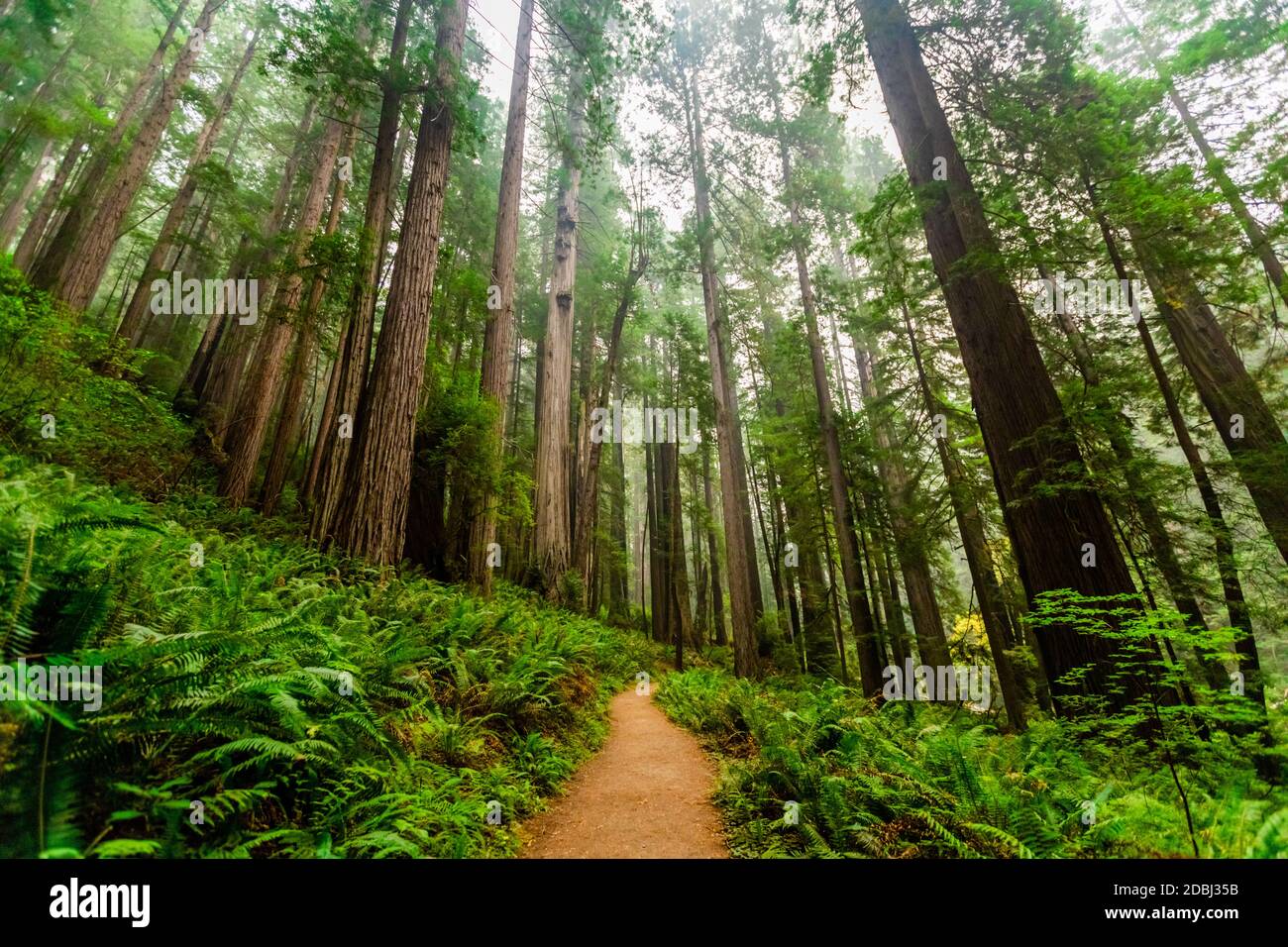 Mount Shasta Forest, California, Stati Uniti d'America, Nord America Foto Stock