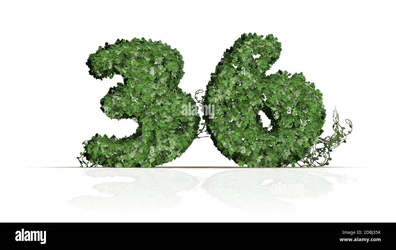 Numero 36 creato di foglie di edera verde - isolate su sfondo bianco Foto Stock