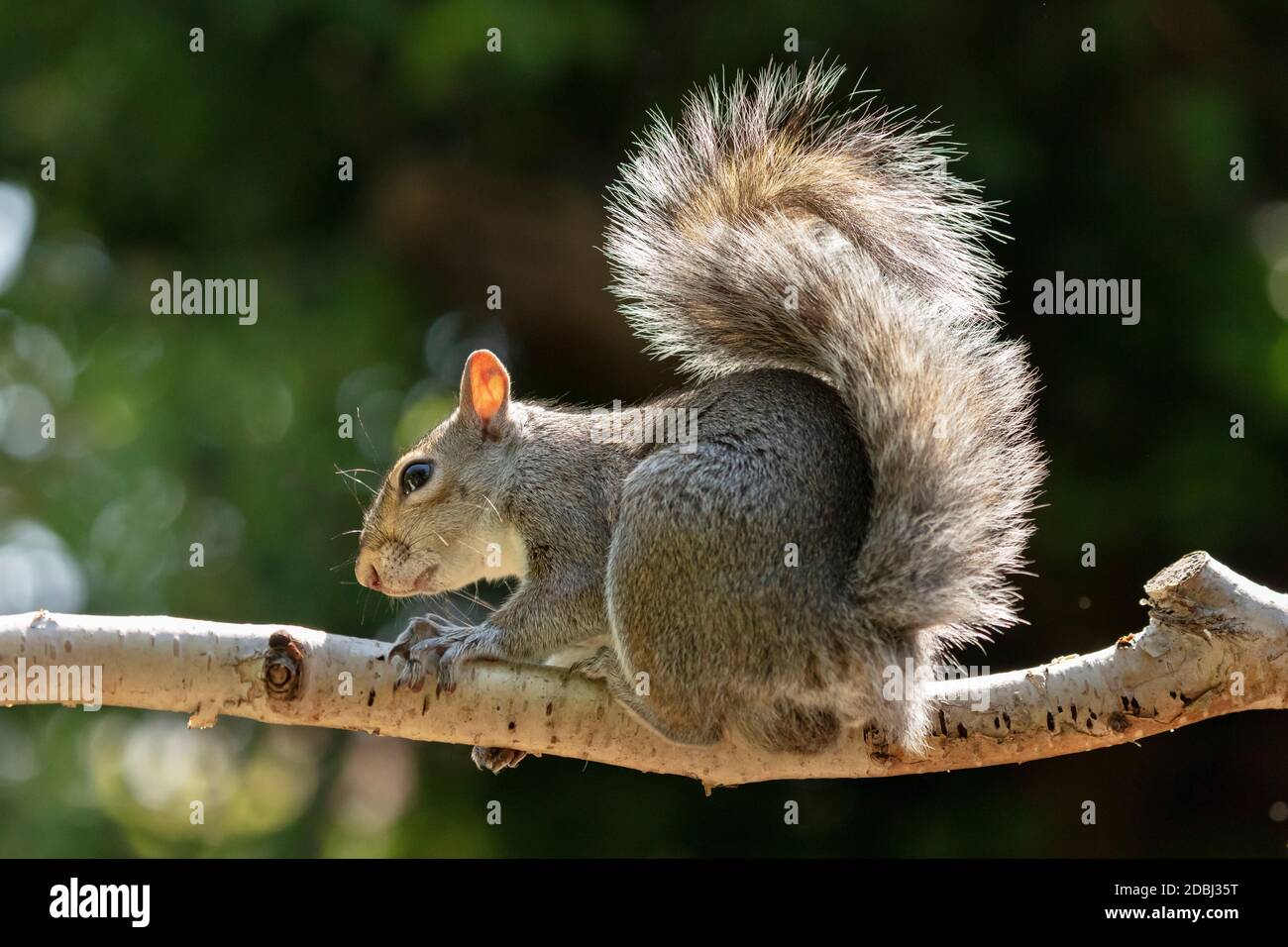 Uno scoiattolo grigio fotografato in un giardino del North Yorkshire, Inghilterra, Regno Unito, Europa Foto Stock