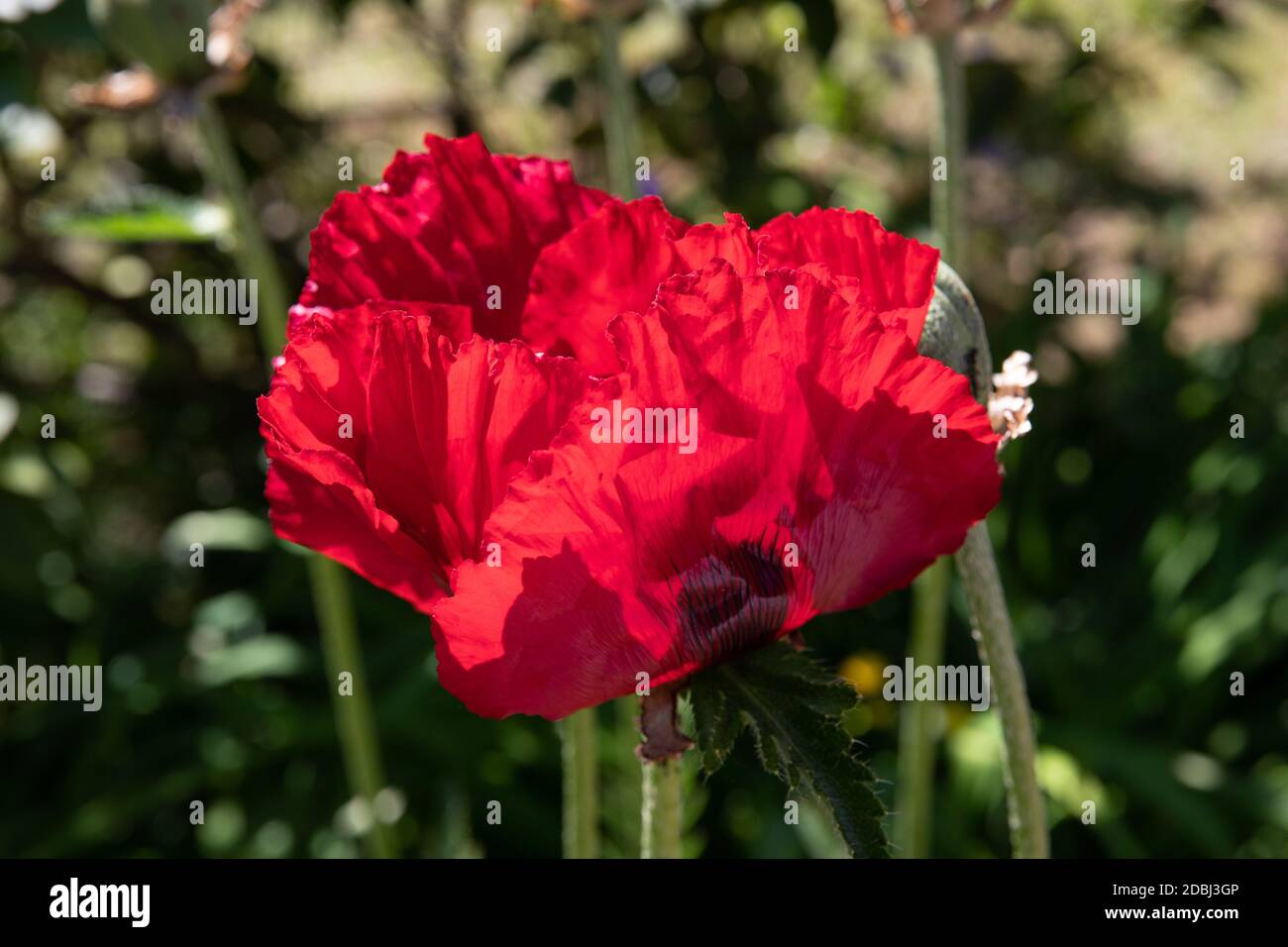 Fiore rosso papavero nel giardino Foto Stock