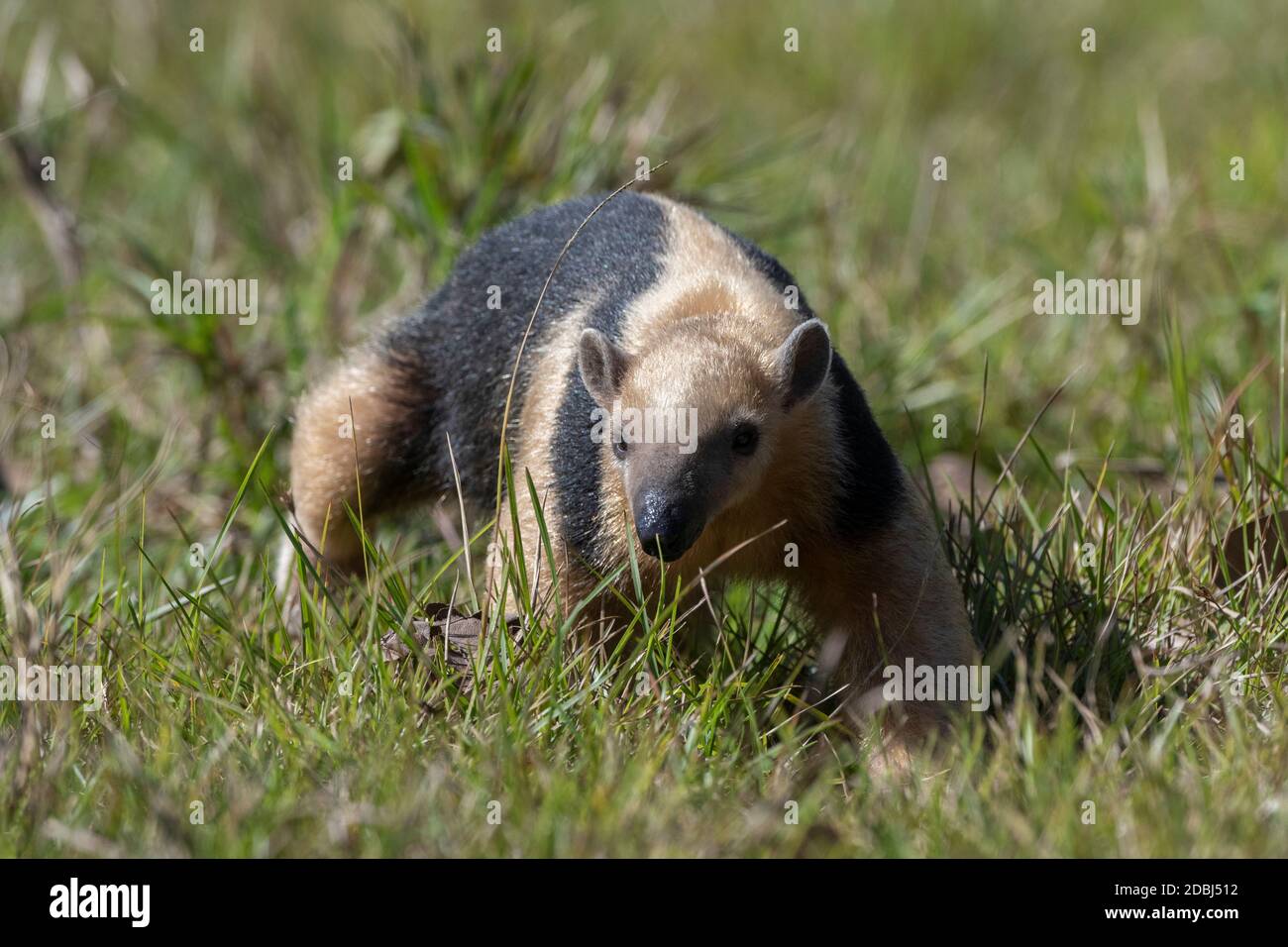 Tamandua meridionale (Tamandua tetradactyla), Pantanal, Mato Grosso do sul, Brasile, Sud America Foto Stock