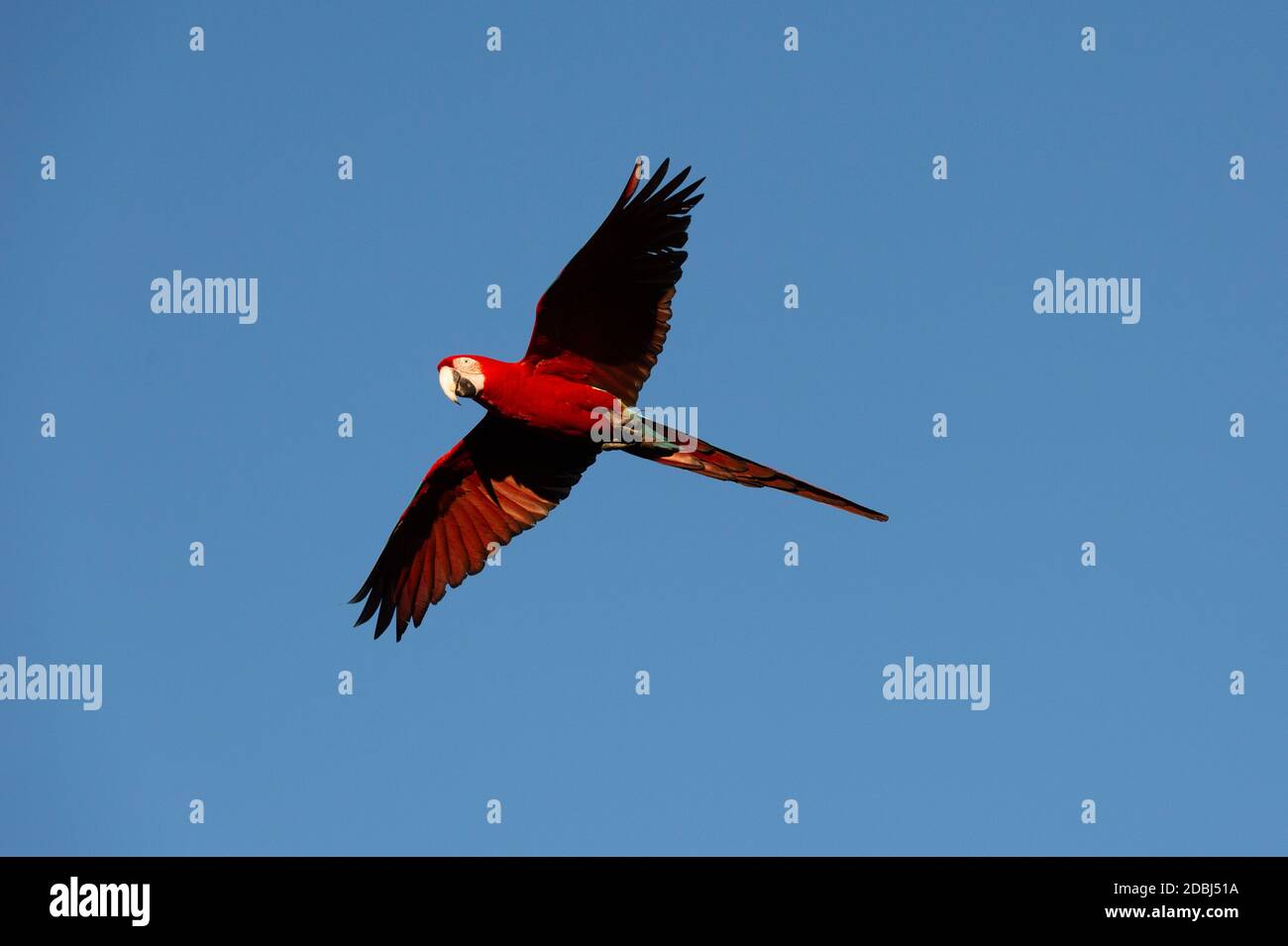 Macaw rosso-e-verde (Ara chloropterus), Mato Grosso do sul, Brasile, Sud America Foto Stock