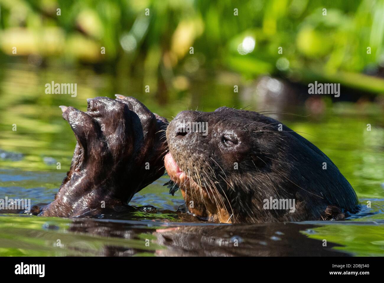 Giant Otter (Pteronura brasiliensis), Pantanal, Mato Grosso, Brasile, Sud America Foto Stock