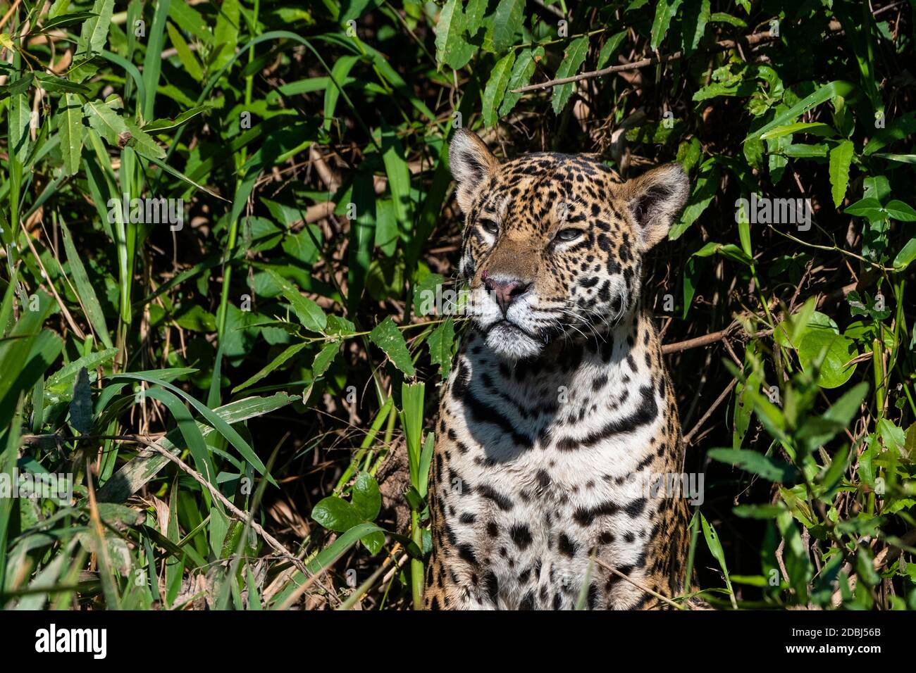 Jaguar (Panthera onca), Pantanal, Mato Grosso, Brasile, Sud America Foto Stock