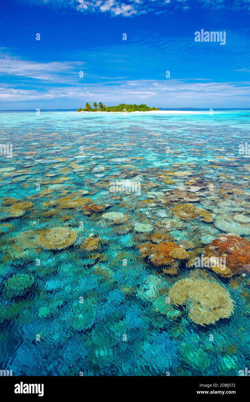 Isola tropicale circondata da barriera corallina, le Maldive, Oceano Indiano, Asia Foto Stock