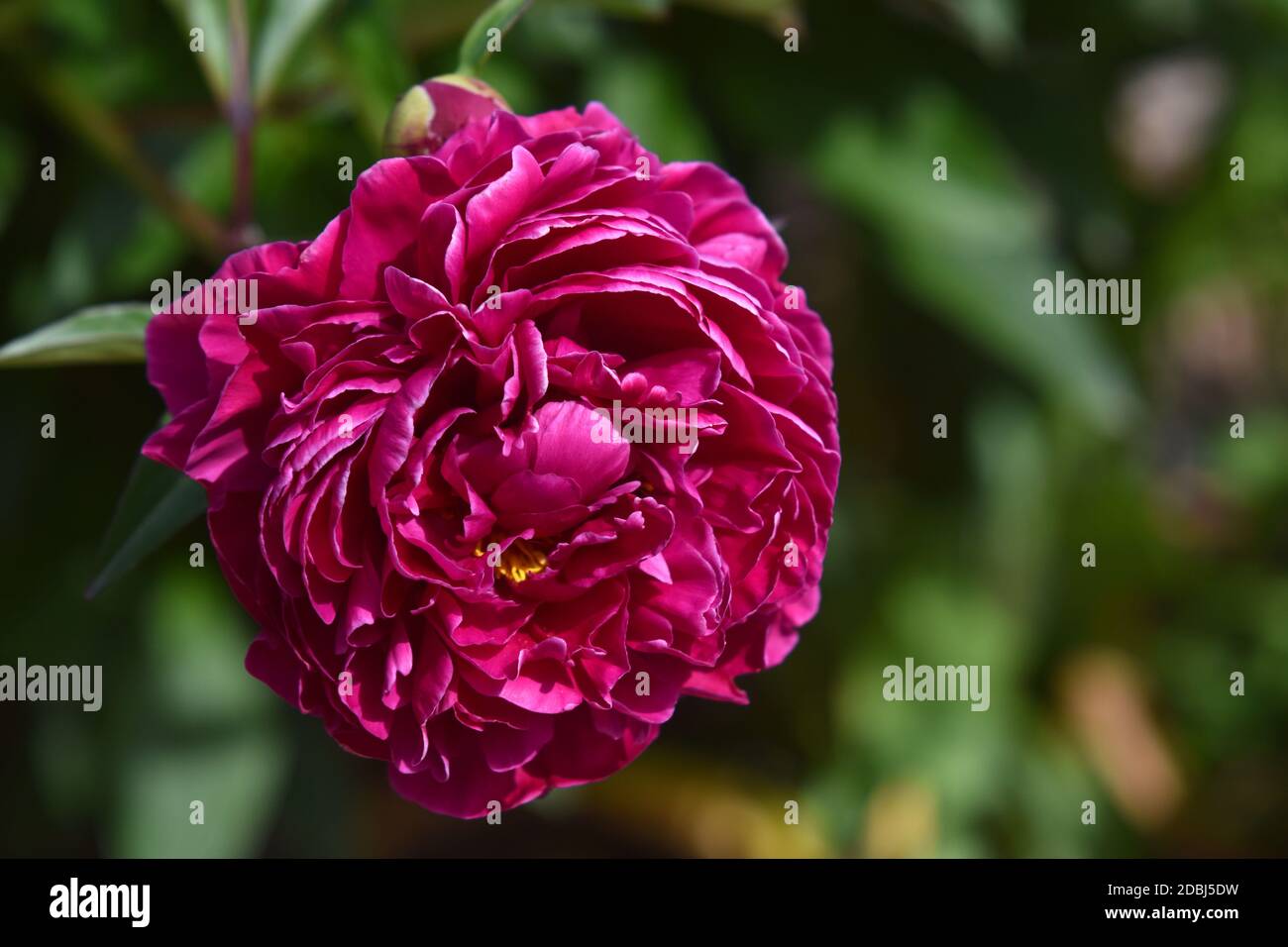 Peonie Foto Stock