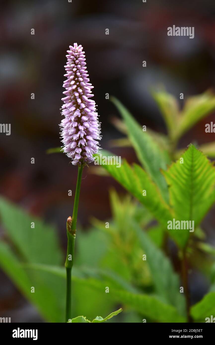 Bistorta officinalis Foto Stock