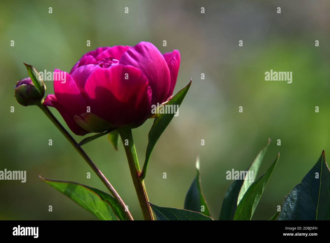 Peonie Foto Stock