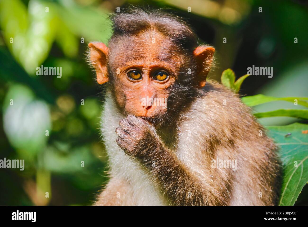Scimmia macaque a coda lunga vicino alle grotte di Edakkal, dove il contatto turistico ha fatto loro domare, Edakkal, Wayanad, Kerala, India, Asia Foto Stock