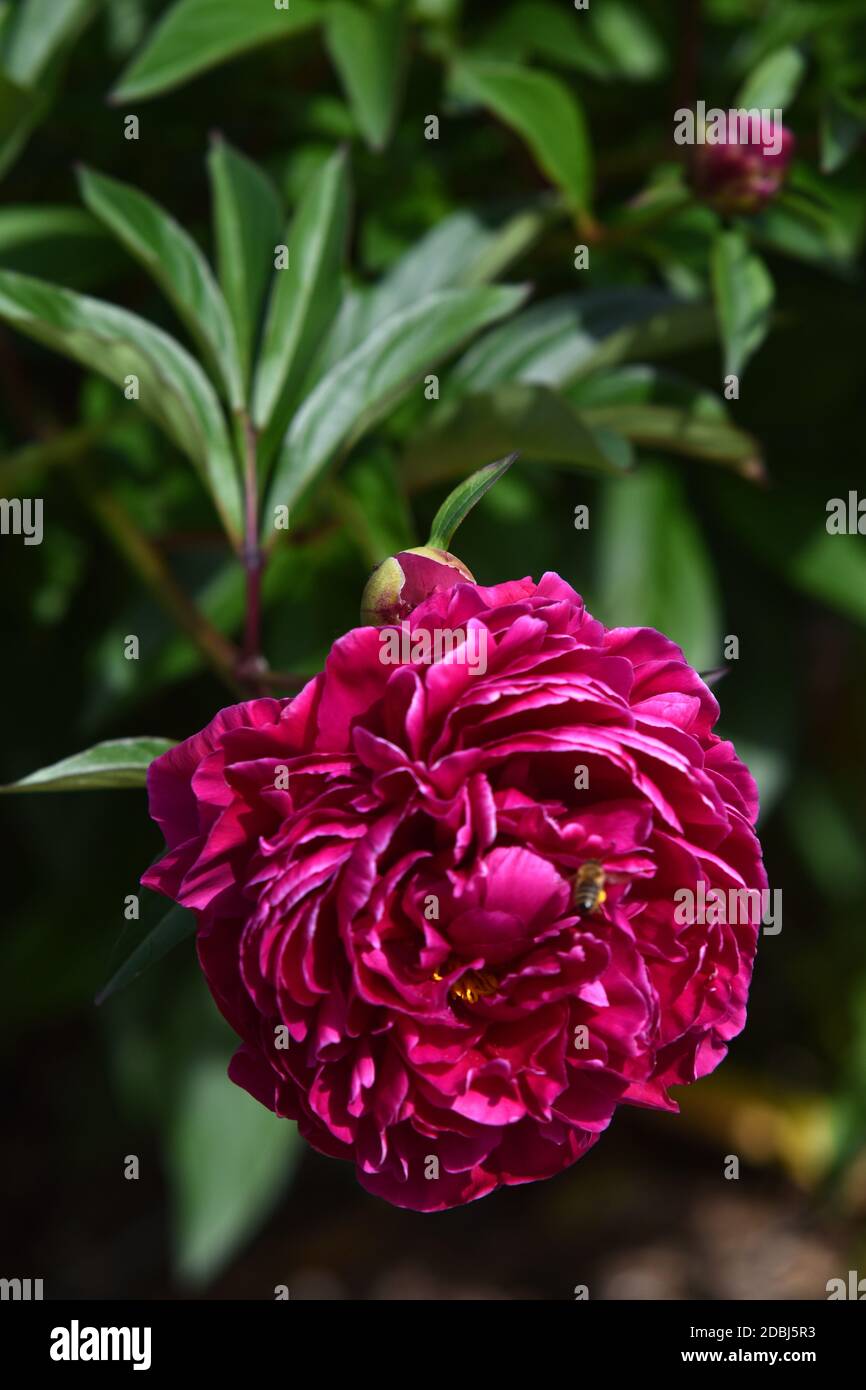 Peonie Foto Stock