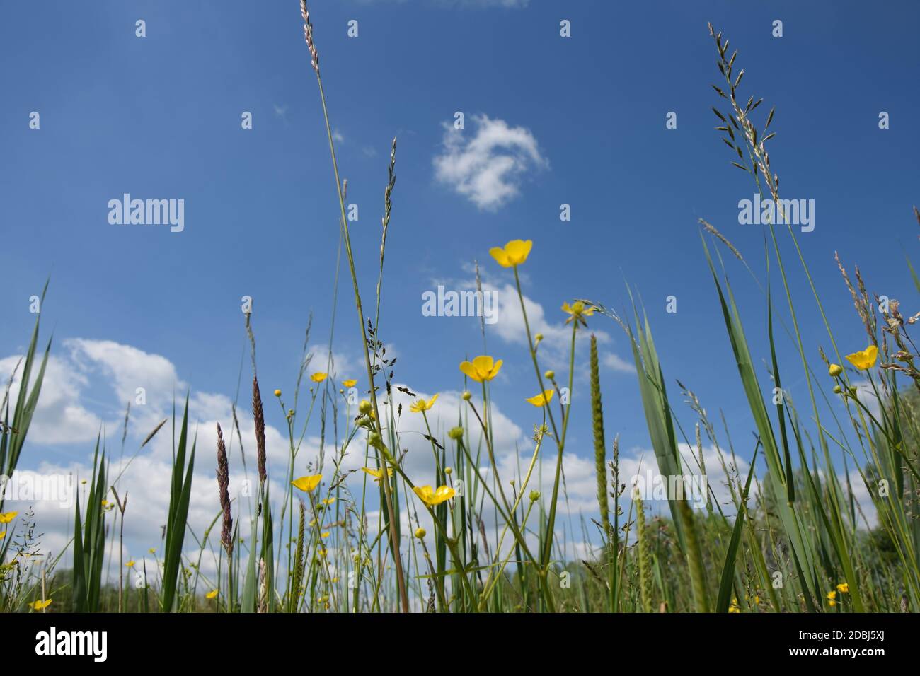 Blumen auf einem Feld Foto Stock