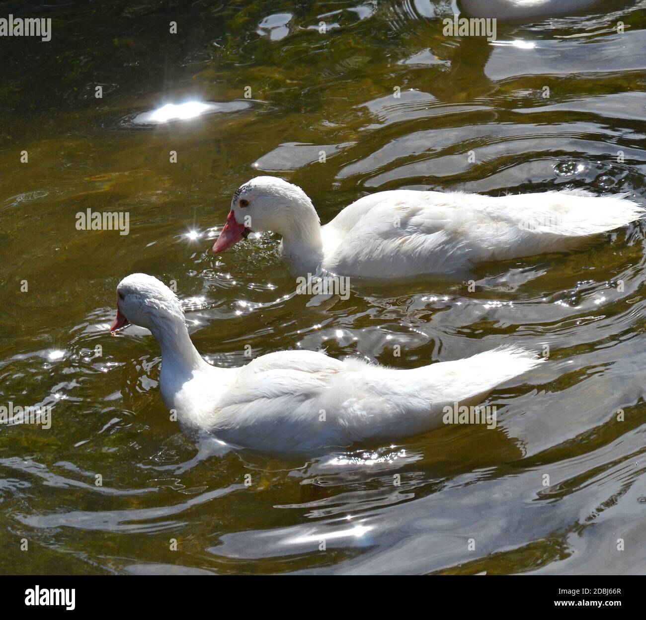 happy serie di anatre gratuite in una fattoria Foto Stock