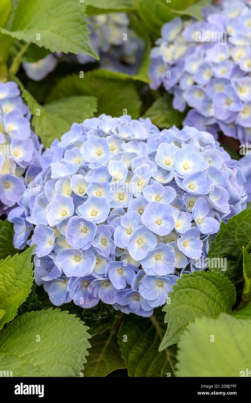 Garten-Hortensie (Hydrangea macrophylla FOREVER & mai® Blue) Foto Stock
