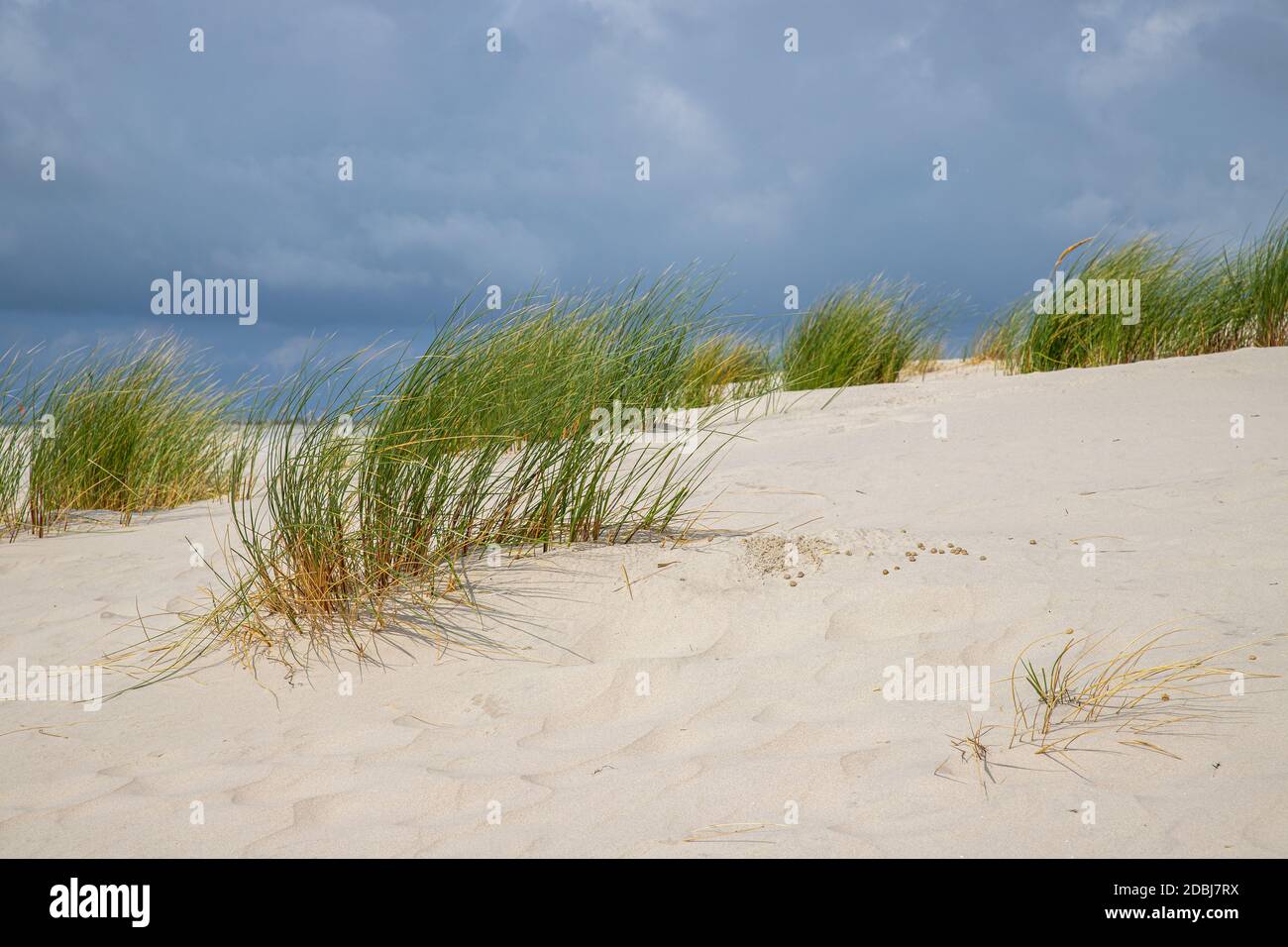 Dune erba sulla spiaggia di Süddorf su Amrum Foto Stock