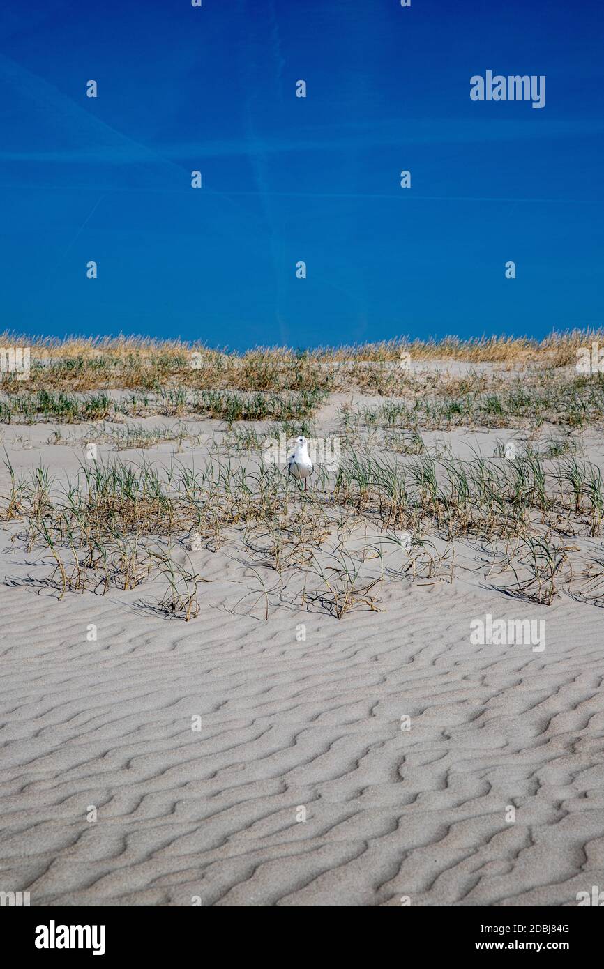 Gabbiano in una duna Foto Stock