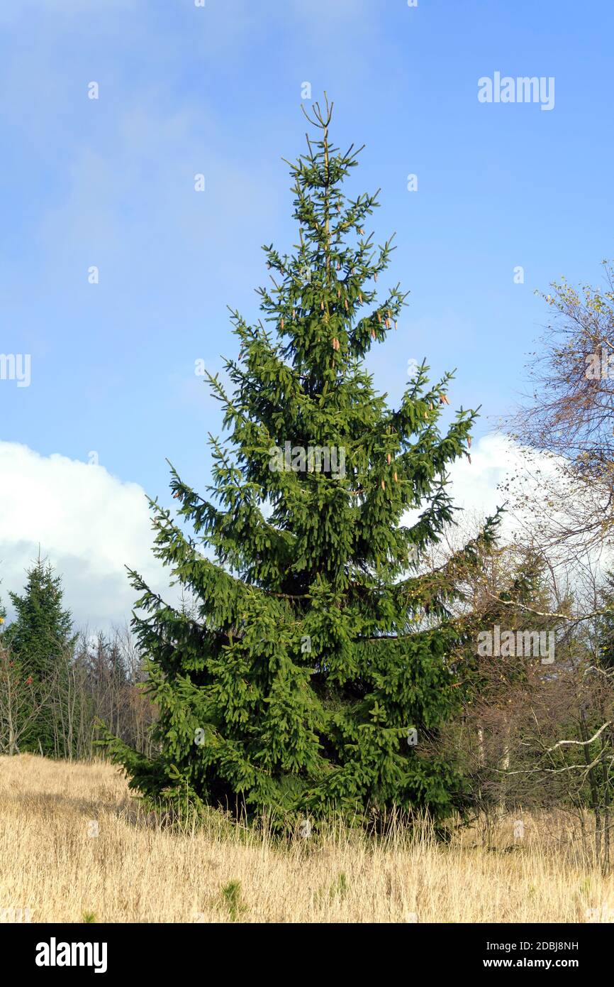 Hochmoor Georgenfelder, Rot-Fichte (Picea abies) Foto Stock