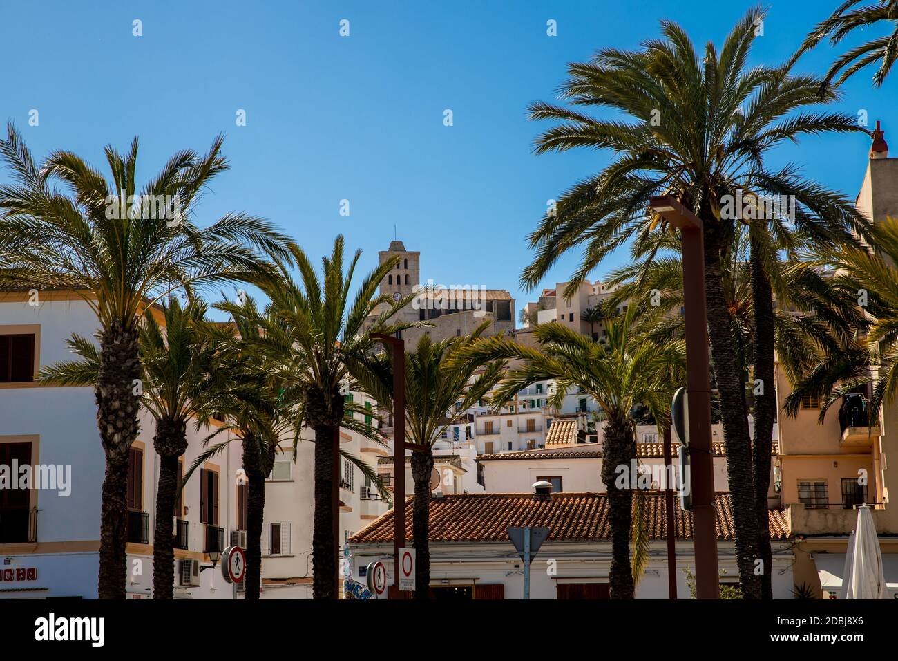 Palma di fronte alla cattedrale di Ibiza Foto Stock