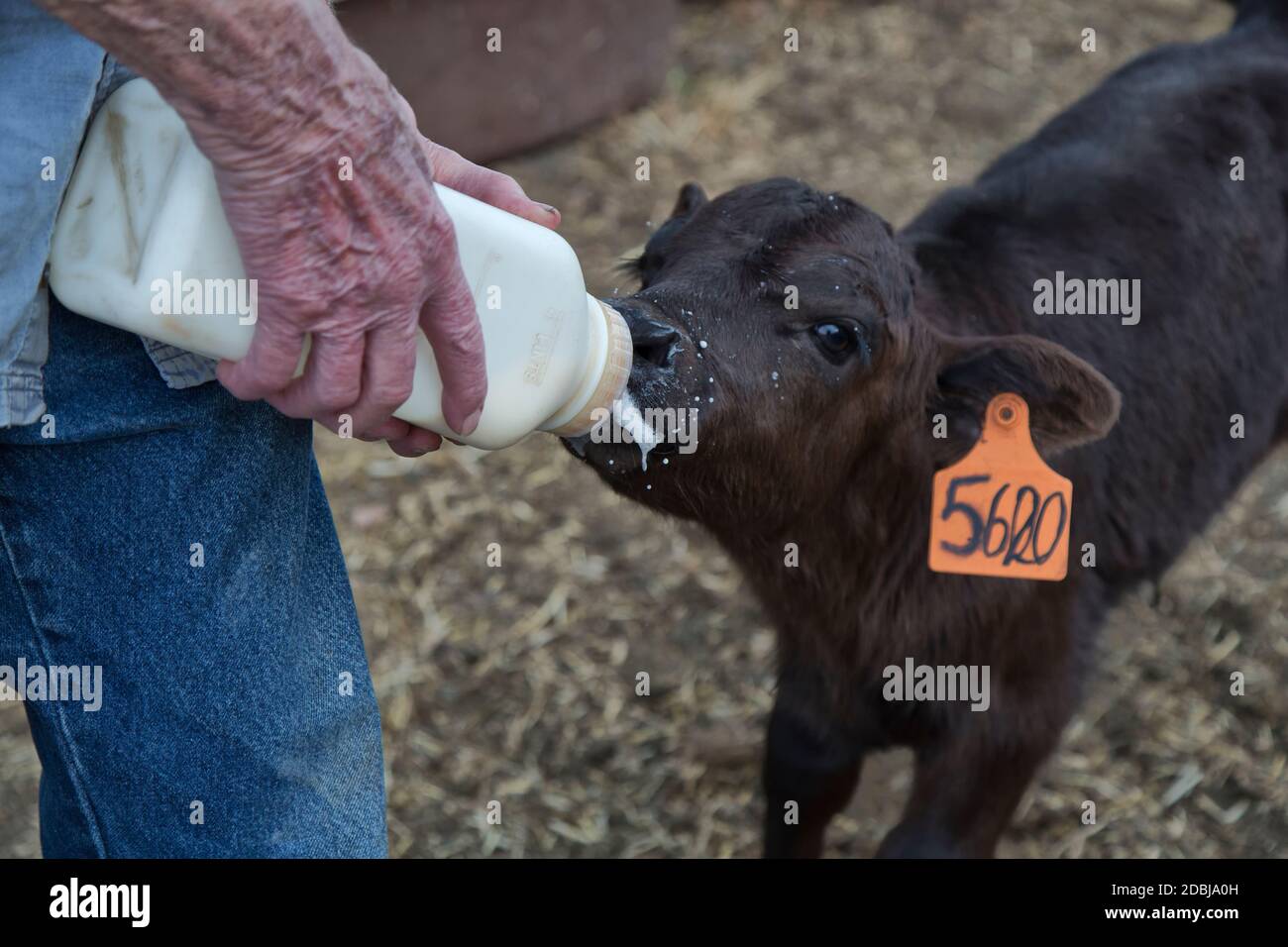 Allattamento con biberon di due mesi di vitello nero Angus X orfano, ranch di bestiame, California. Foto Stock