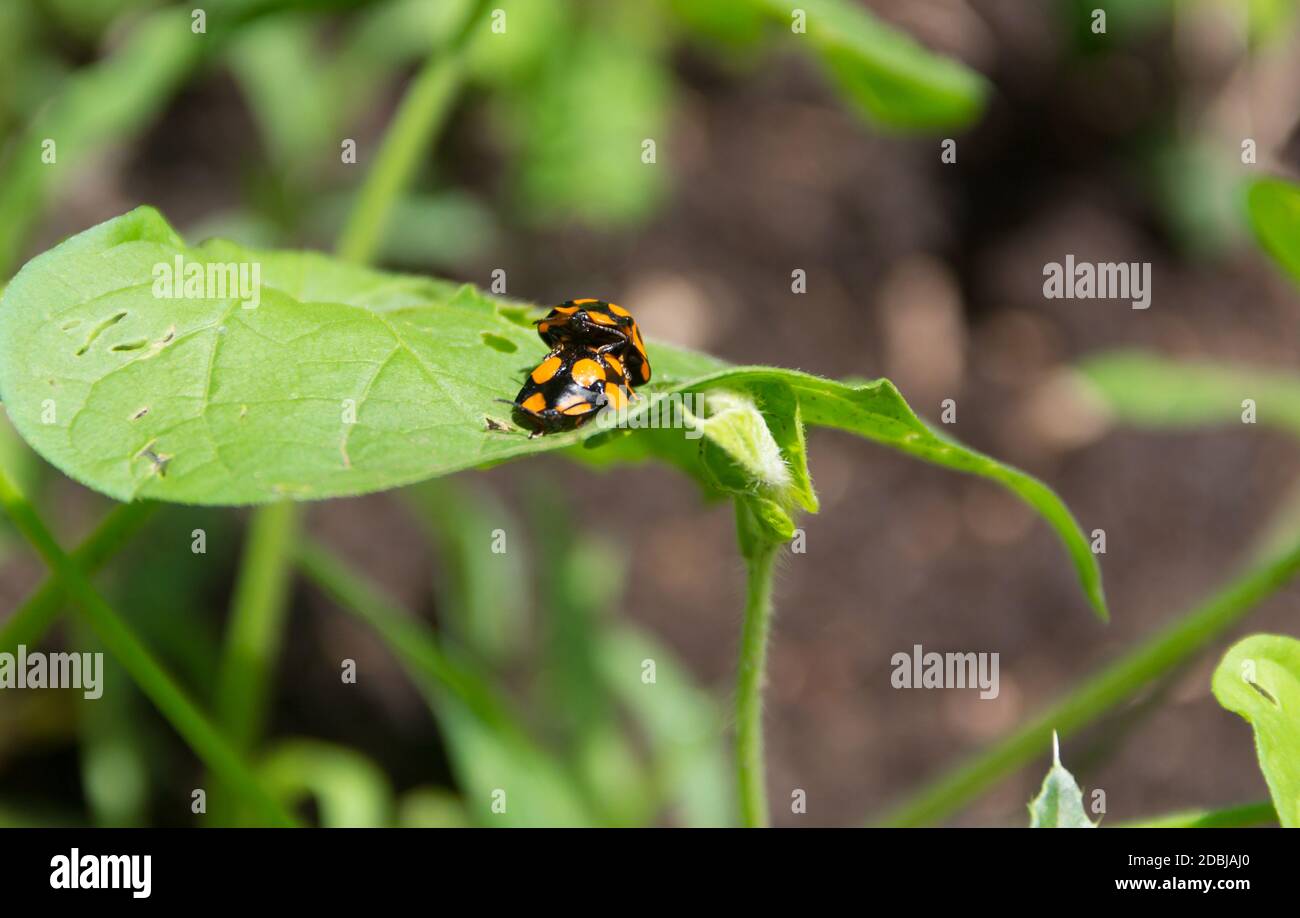 Macro shot di due ladybugs arancioni su una foglia verde in un campo durante la luce del giorno Foto Stock