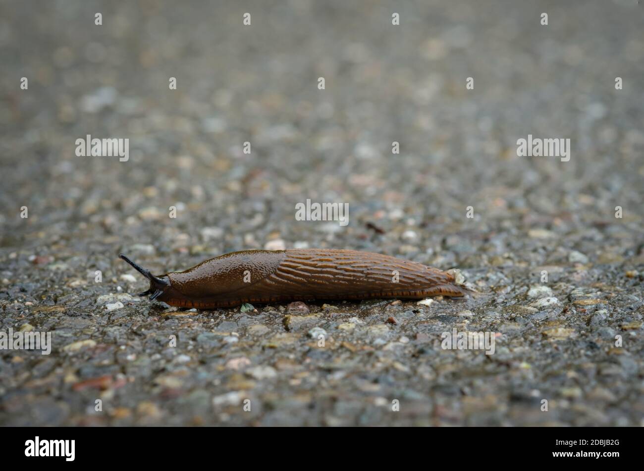 Closeup dello slug lusitano (Arion vulgaris) Foto Stock
