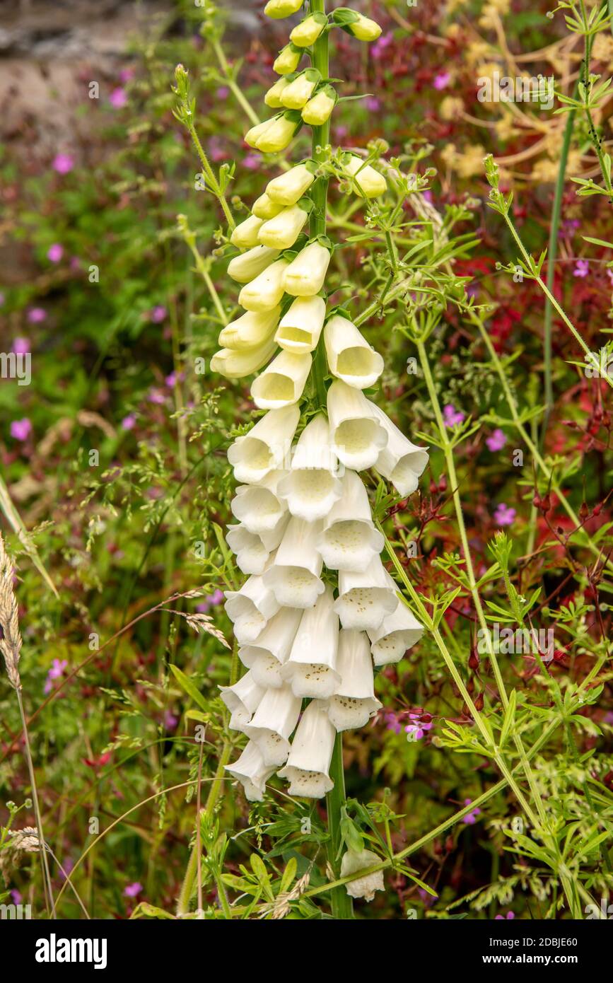 Foxglove bianco Foto Stock