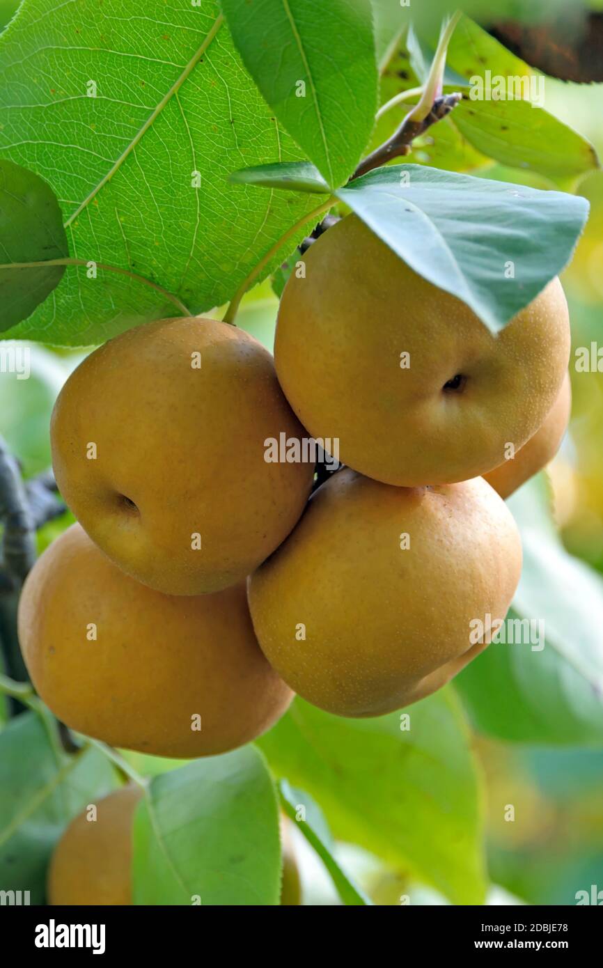 Nashi-Birne (Pyrus pyrifolia 'Kumoi') Foto Stock