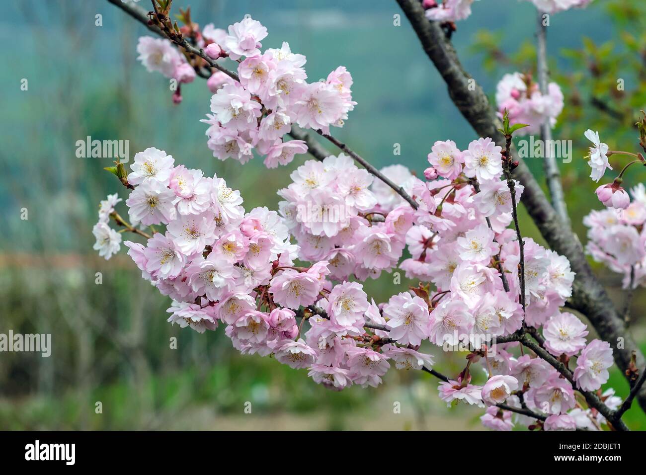 Winterkirsche (Prunus subhirtella × 'Autumnalis') Foto Stock