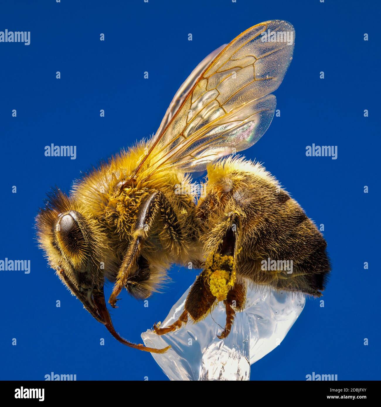 Messa a fuoco profonda di miele delle api Foto Stock