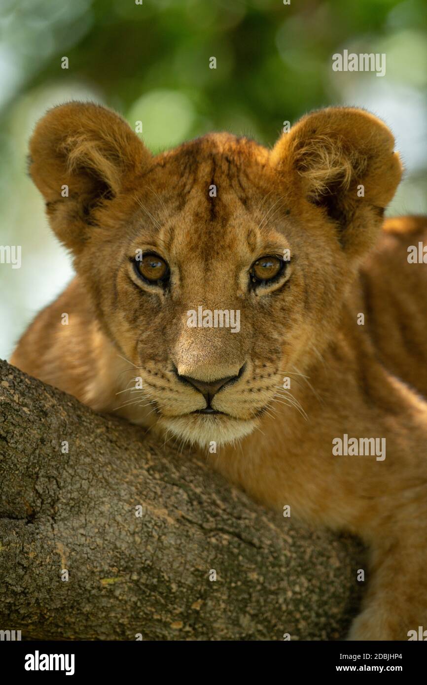 Primo piano del cucciolo di leone che giace sul ramo Foto Stock
