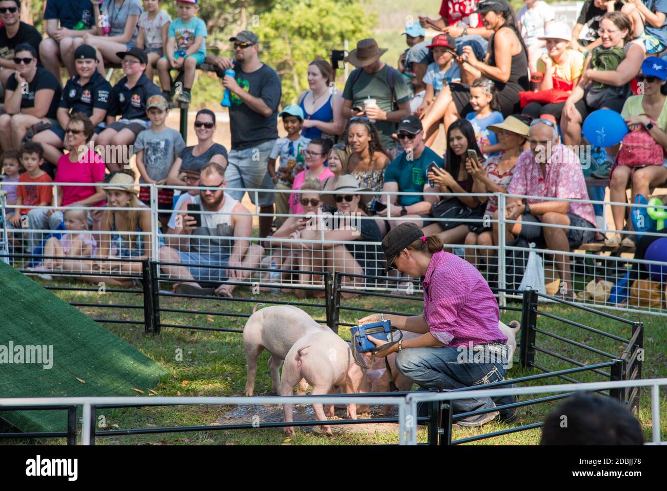 Darwin,NT,Australia-Luglio 27,2018: Persone che guardano le gare di maiale con l'allenatore premiando i maiali al Royal Show di Darwin Foto Stock