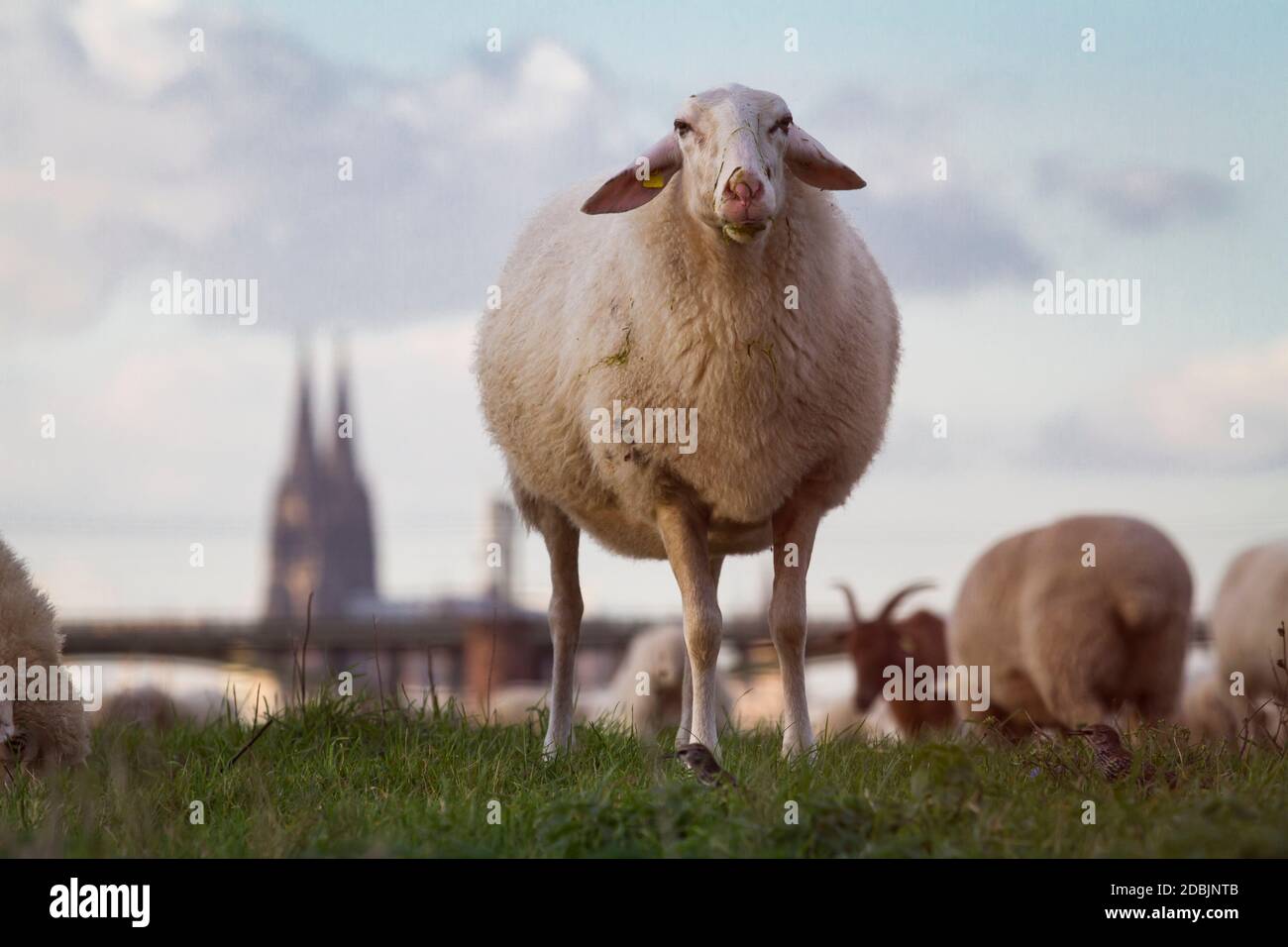 Pecore sul fiume Reno floodplain nel distretto di poll, sullo sfondo la cattedrale, Colonia, Germania. Schafe auf den Rheinwiesen in Poll, im H. Foto Stock