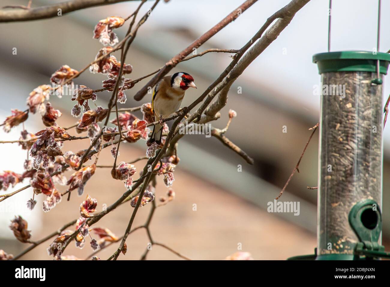 Goldfinch in faggio europeo Foto Stock
