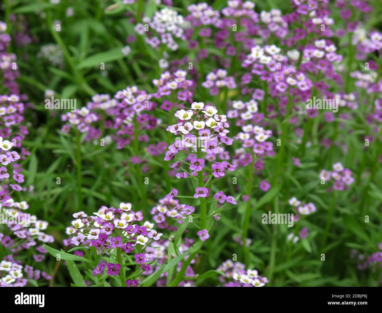 Primo piano di Lobularia maritima o Alyssum maritimum pianta con fiore viola nel giorno d'estate. Foto Stock