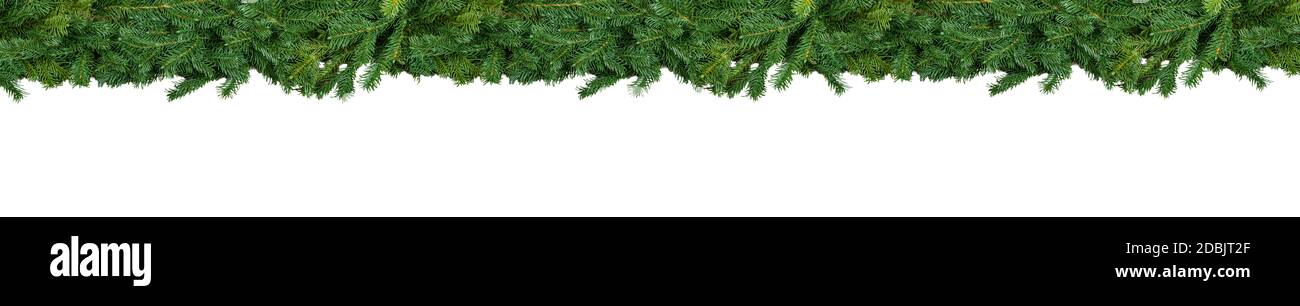 Striscione naturale non decorato ampio terreno per Natale, Capodanno, inverno. Bordo extra largo con rami di abete isolati su sfondo bianco. Foto Stock