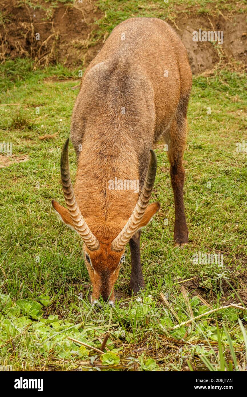 Male defassa Waterbuck ( Kobus ellissiprymnus defassa), Queen Elizabeth National Park, Uganda. Foto Stock