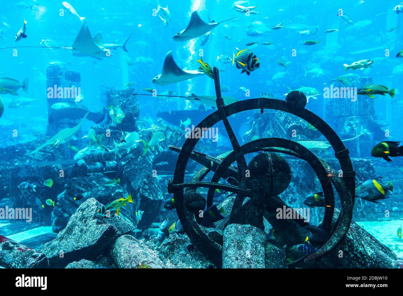 Grande stingray in un acquario in Atlantis The Palm Dubai Foto stock - Alamy