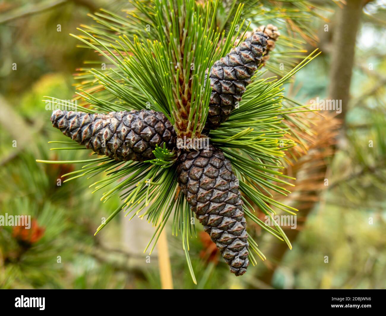 Disposizione di tre coni sul ramo di un pino bosniaco, Pinus heldreichii Foto Stock