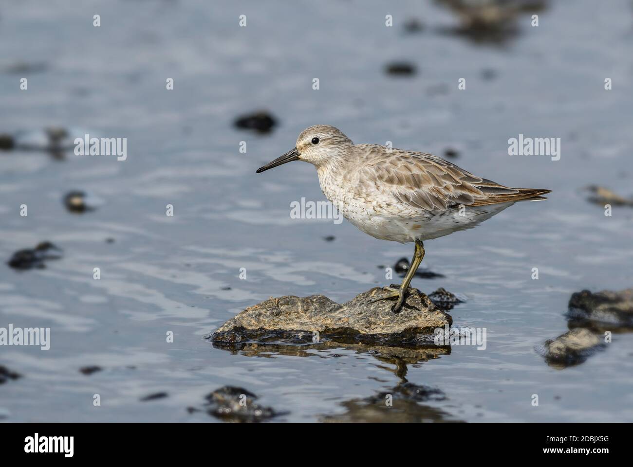 Red Knot - Calidris canutus, bel Wader dalle coste europee, Shetlands, Scozia, Regno Unito. Foto Stock