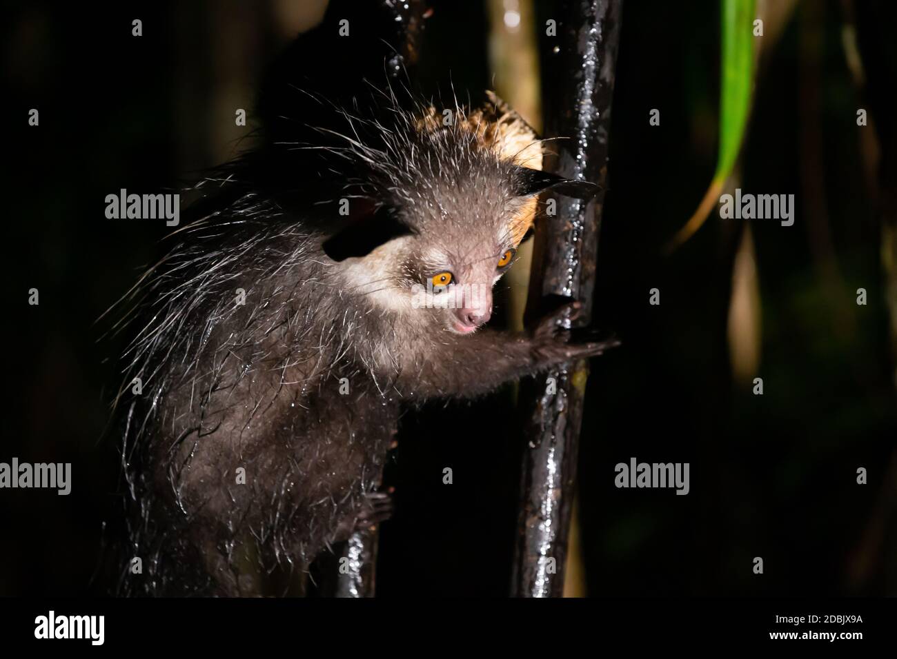 Un raro lemure aye-aye quando piove Foto Stock