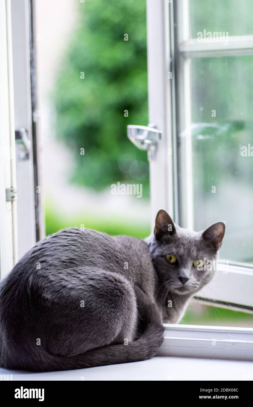 Blue Cat russo alla finestra Foto Stock