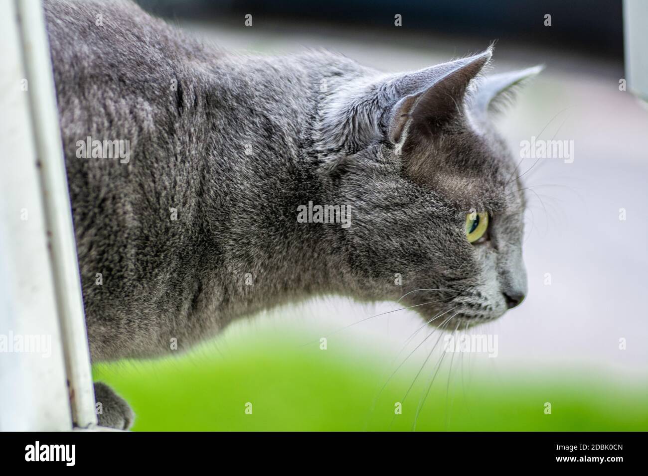 Pure Breed Russian Blue Cat alla finestra Foto Stock