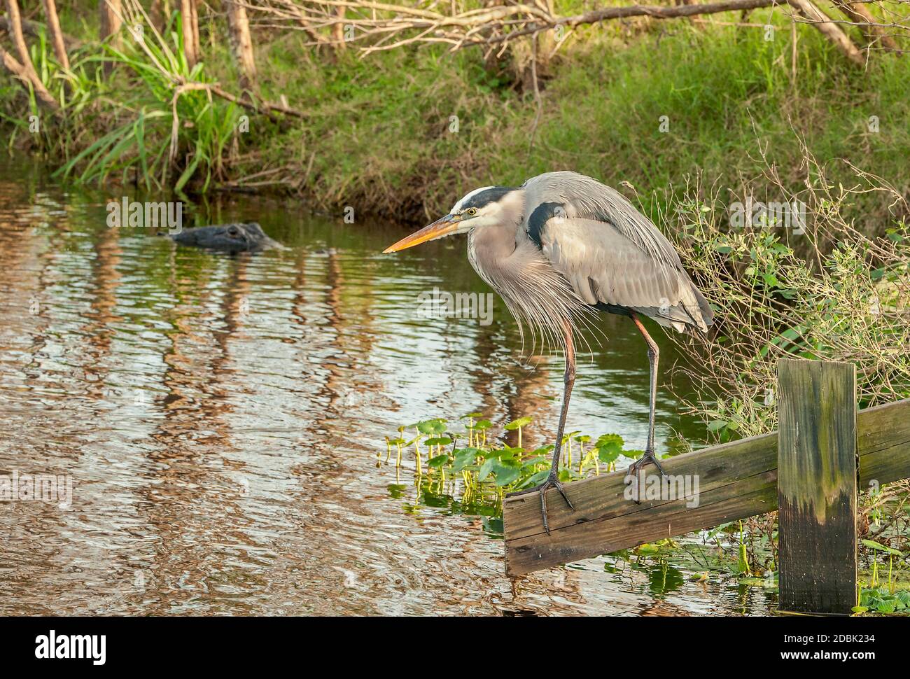 Alligatore che guarda airone, la Chua Trail, Pains Prairie, Gainesville, Florida, USA Foto Stock