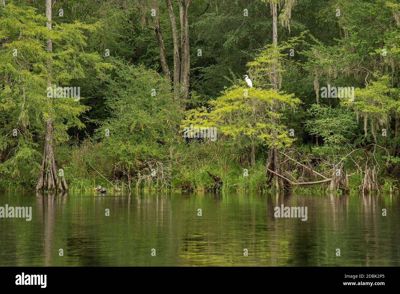 Santa Fe River, Florida, Stati Uniti Foto Stock