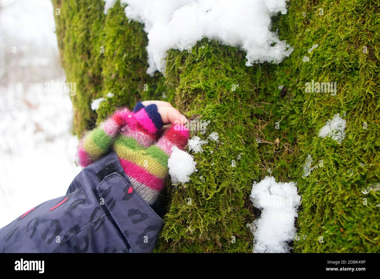 Mano della ragazza che tocca il muschio sull'albero in inverno Foto Stock