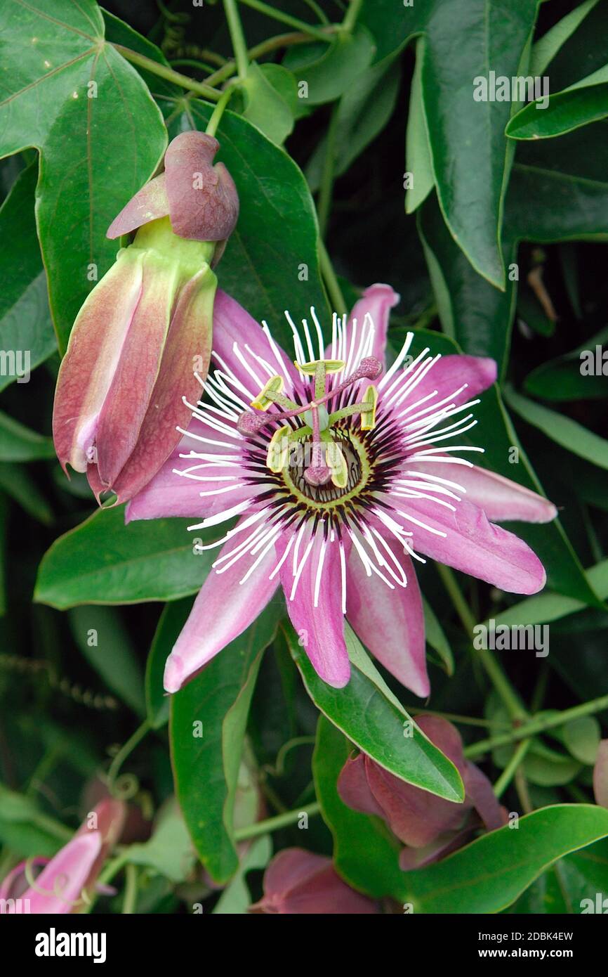 Passiflora x violacea Foto Stock