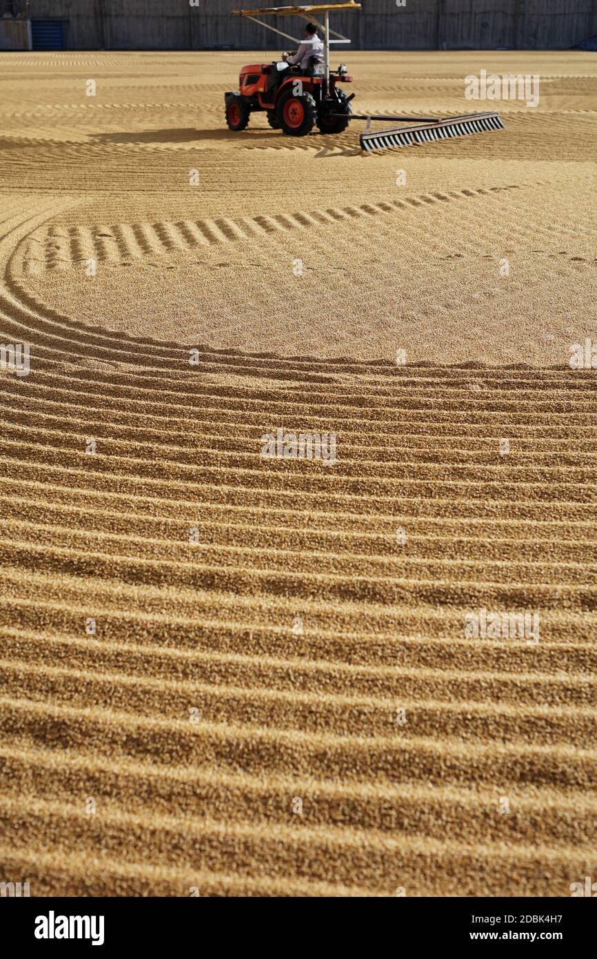 Ventilazione del trattore sul grano durante il processo di essiccazione, Gaziantep, Anatolia sudorientale, Turchia Foto Stock