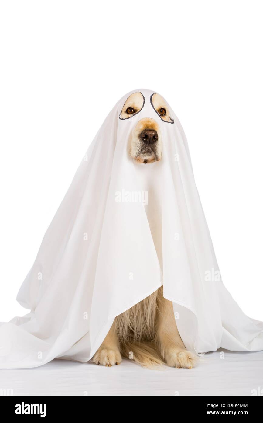 Il Golden Retriever cane vestito come un fantasma Foto stock - Alamy