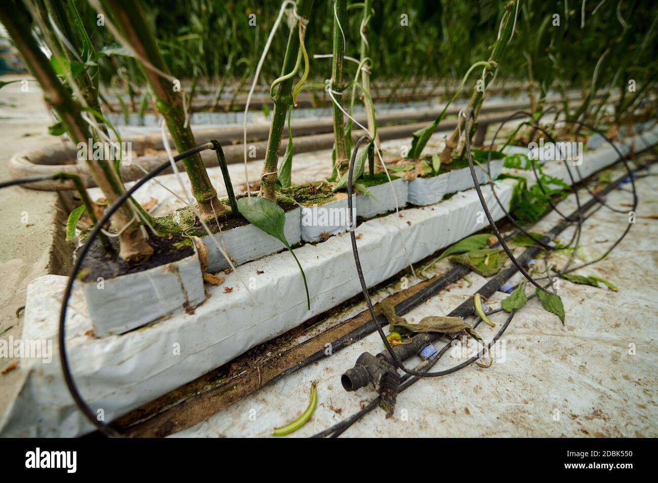 Vegetali per hydroponics. I peperoni campanili coltivati in contenitori speciali in aziende agricole intelligenti con sistemi idroponici sono moderni per la salute e quali Foto Stock