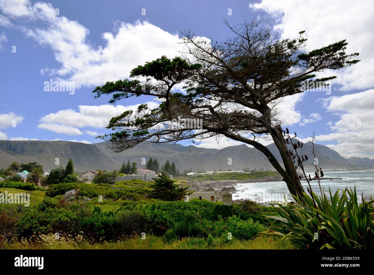 La costa di Hermanus in Sud Africa Foto Stock